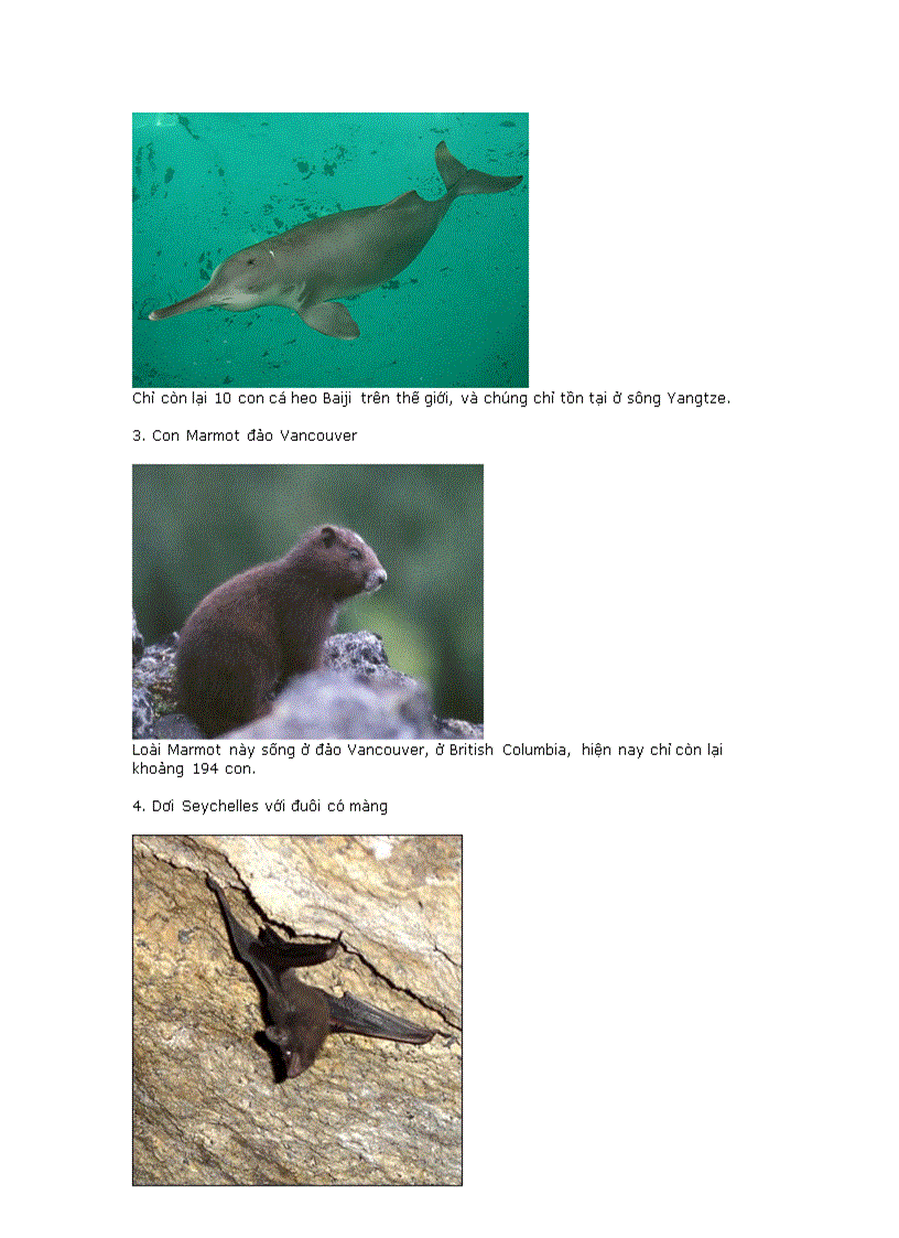 image for page 20dong vat qui hiem