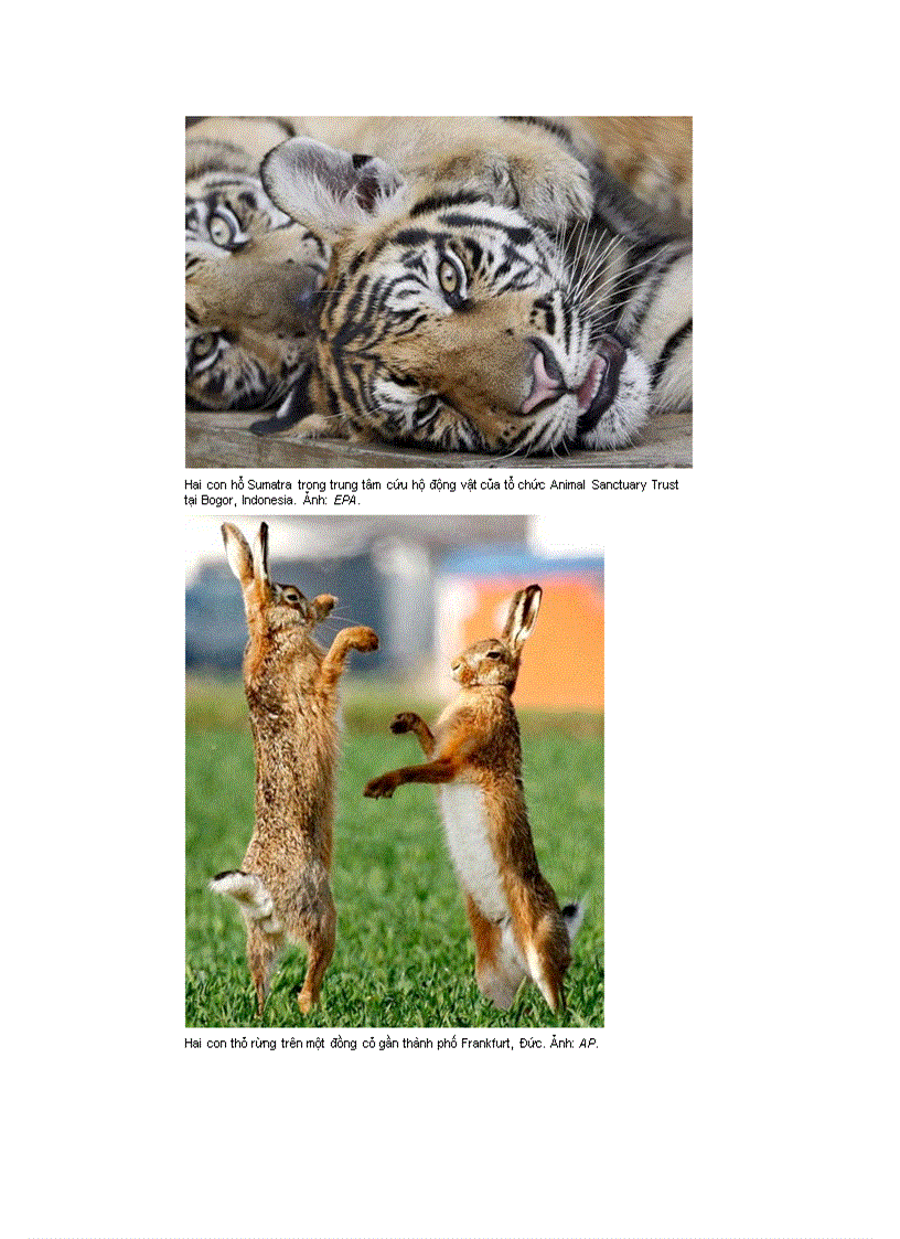 image for page 20dong vat qui hiem