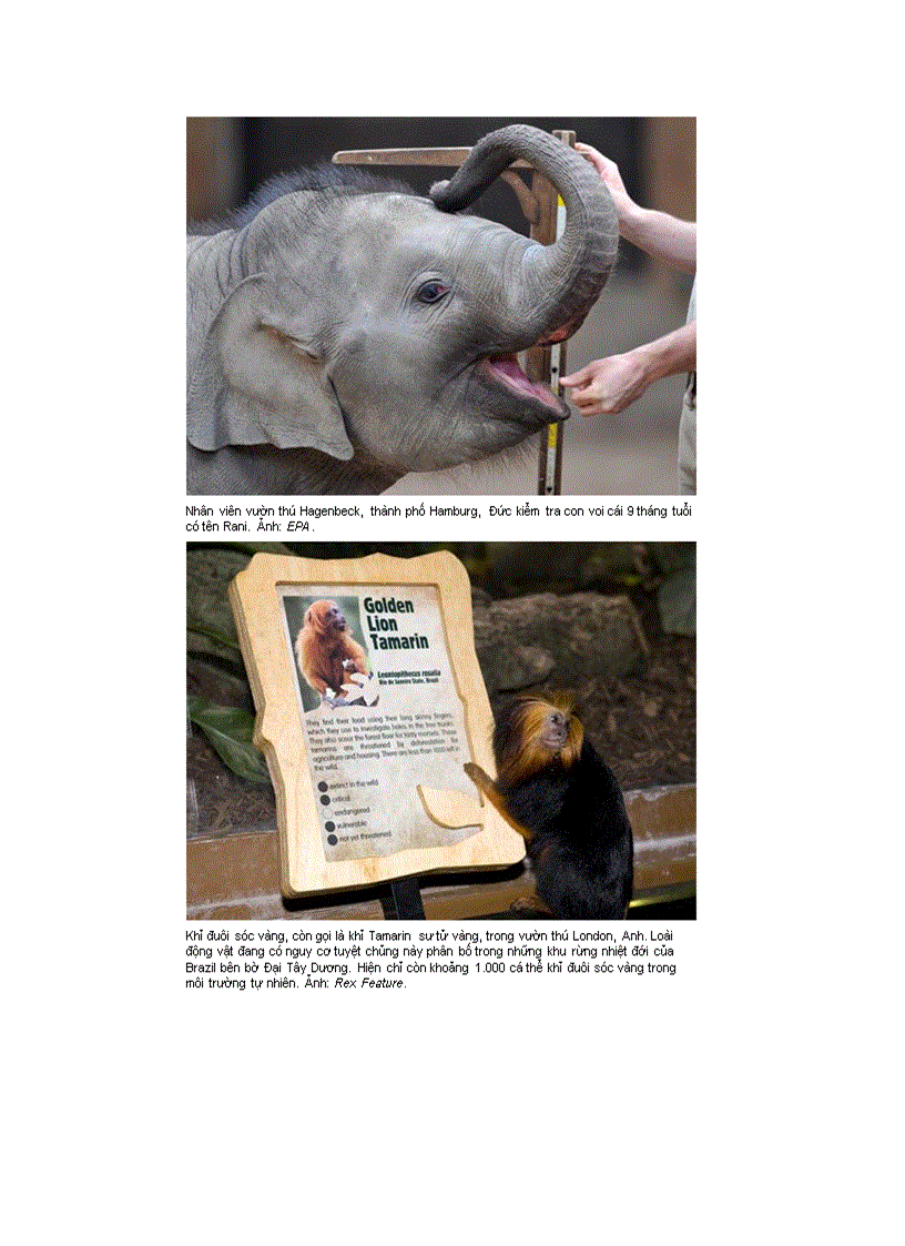 image for page 20dong vat qui hiem