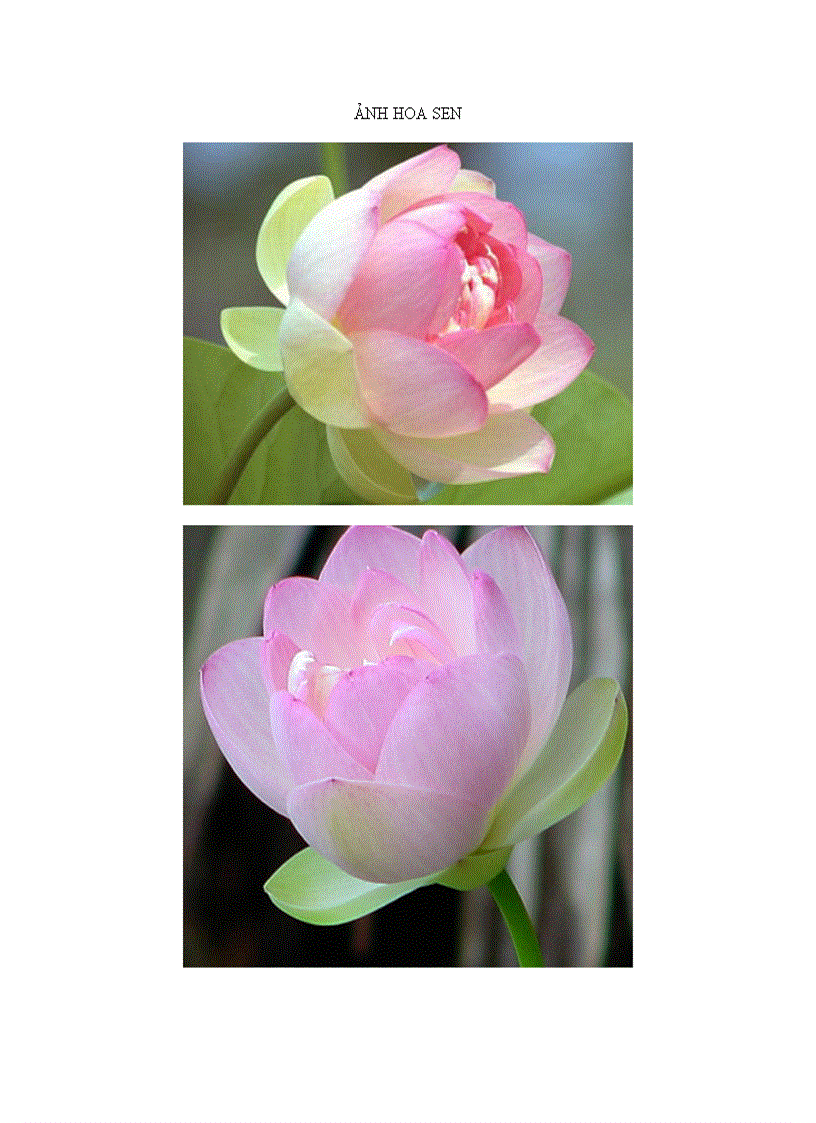 image for page Bộ sưu tập hoa sen