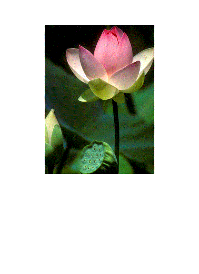 image for page Bộ sưu tập hoa sen