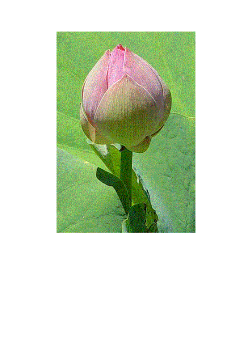 image for page Bộ sưu tập hoa sen