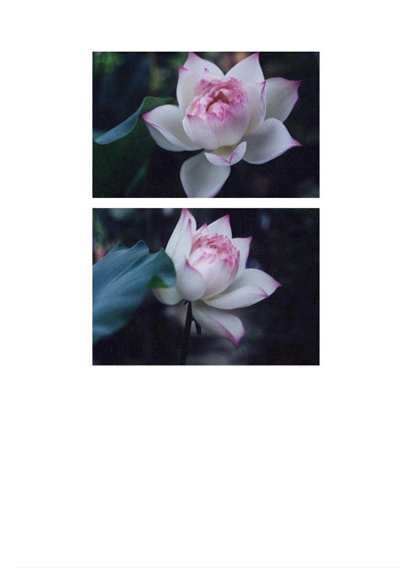 image for page Bộ sưu tập hoa sen