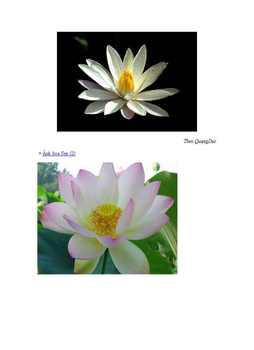 image for page Bộ sưu tập hoa sen