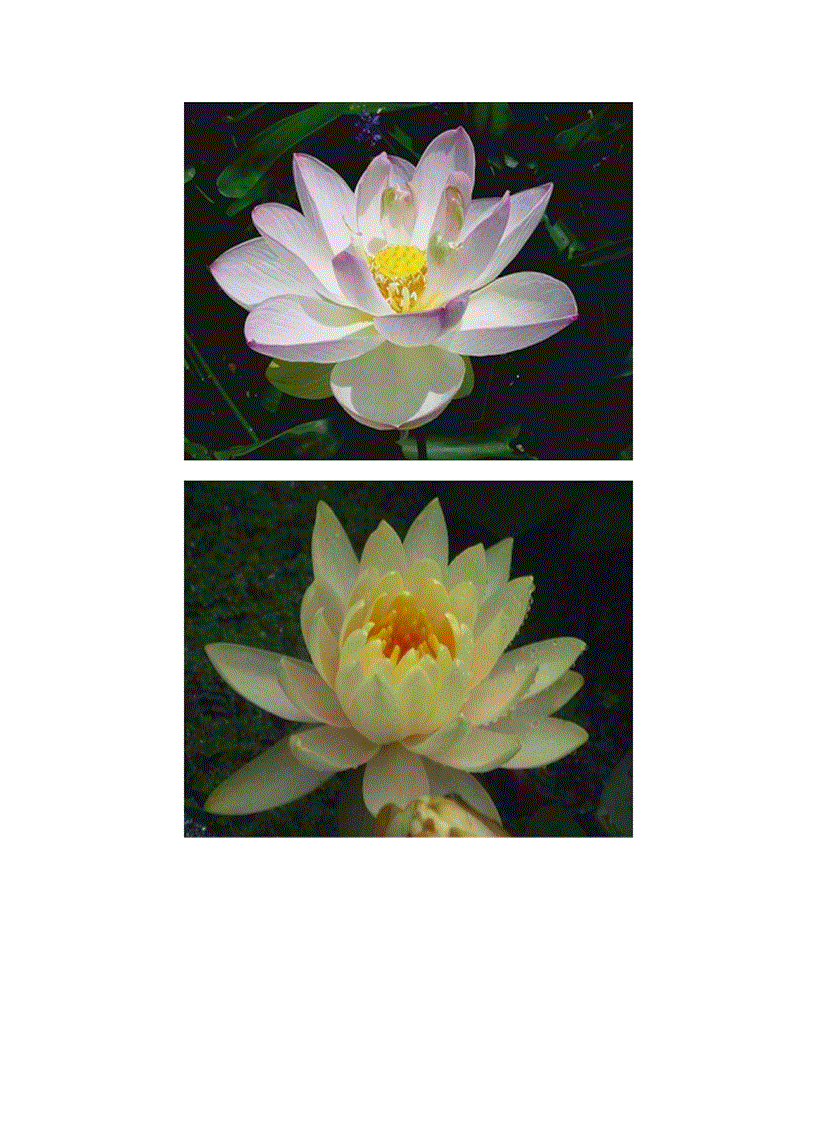 image for page Bộ sưu tập hoa sen