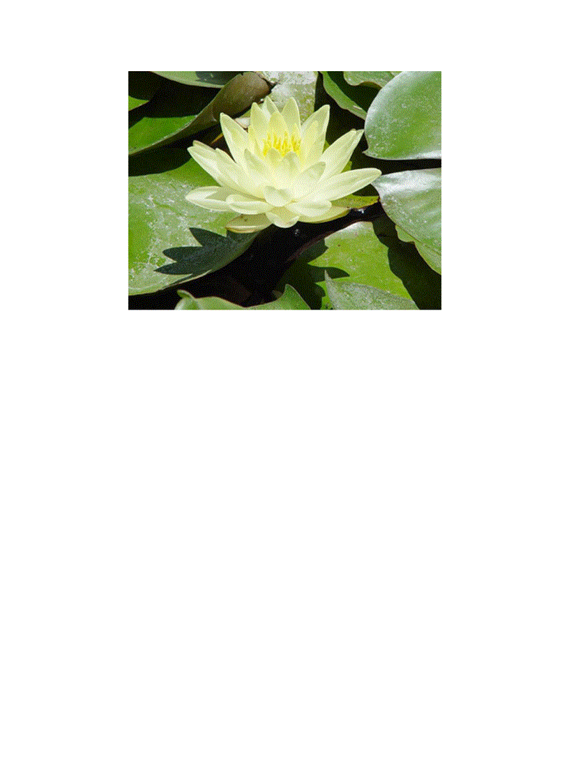 image for page Bộ sưu tập hoa sen