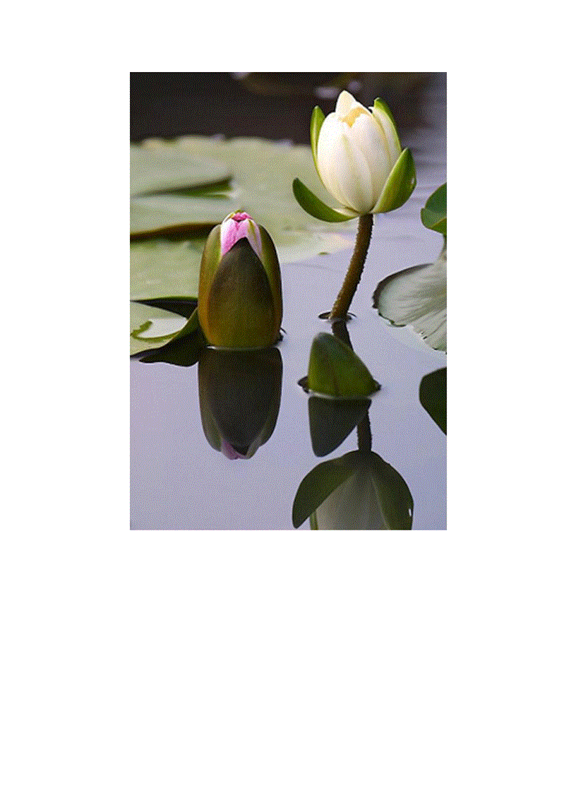 image for page Bộ sưu tập hoa sen