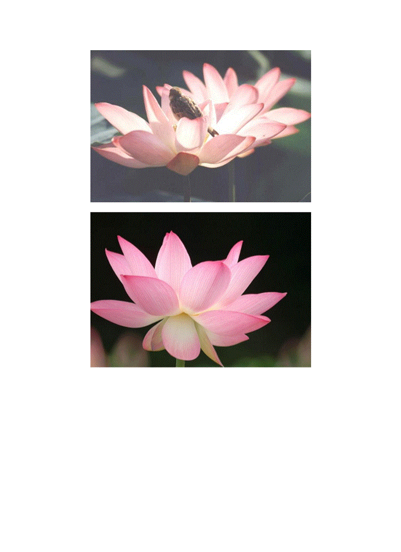 image for page Bộ sưu tập hoa sen