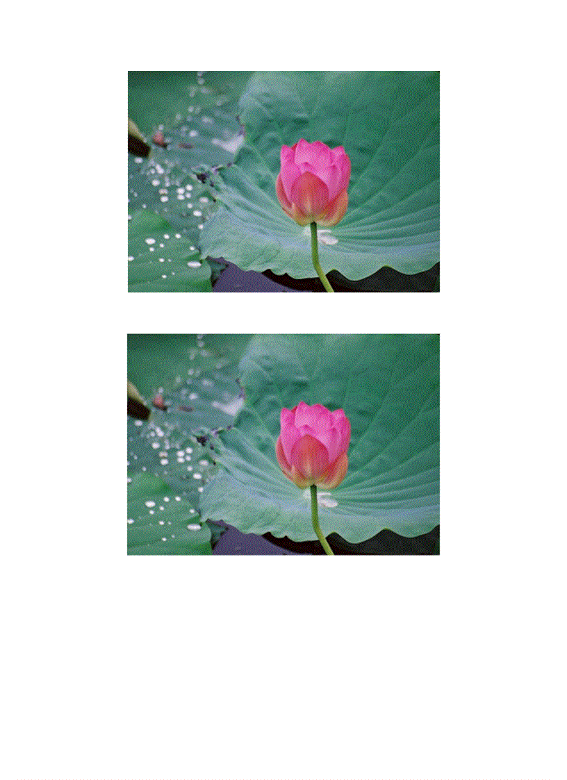 image for page Bộ sưu tập hoa sen