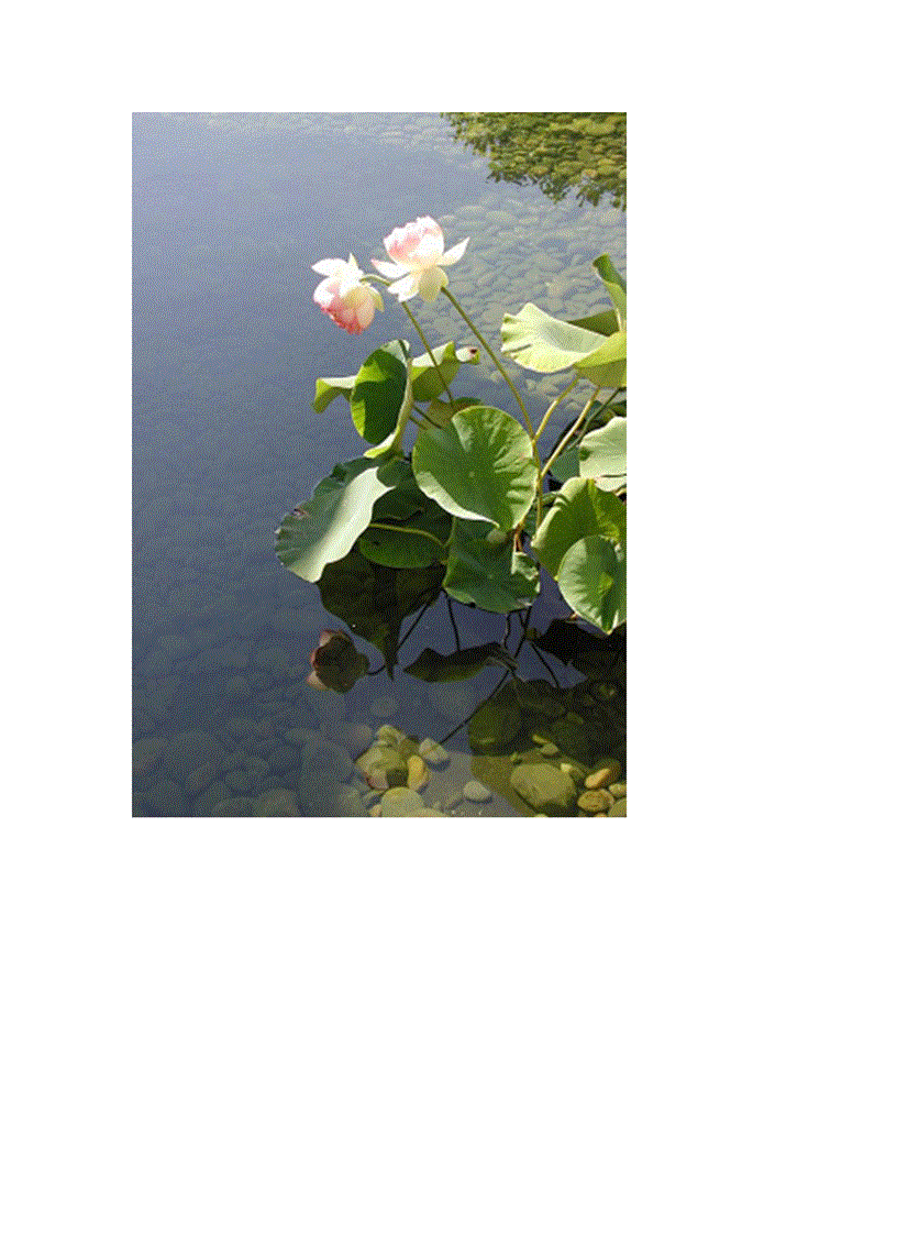 image for page Bộ sưu tập hoa sen