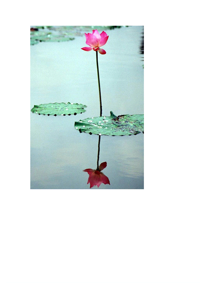 image for page Bộ sưu tập hoa sen