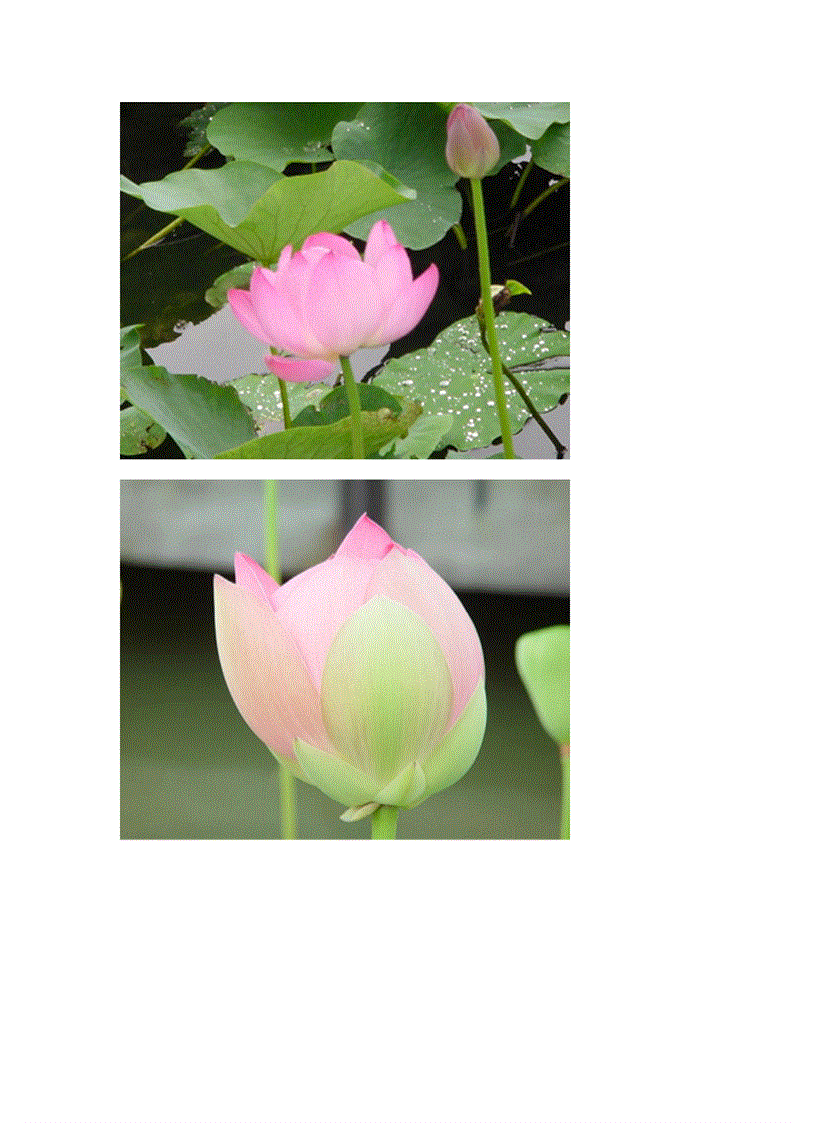 image for page Bộ sưu tập hoa sen