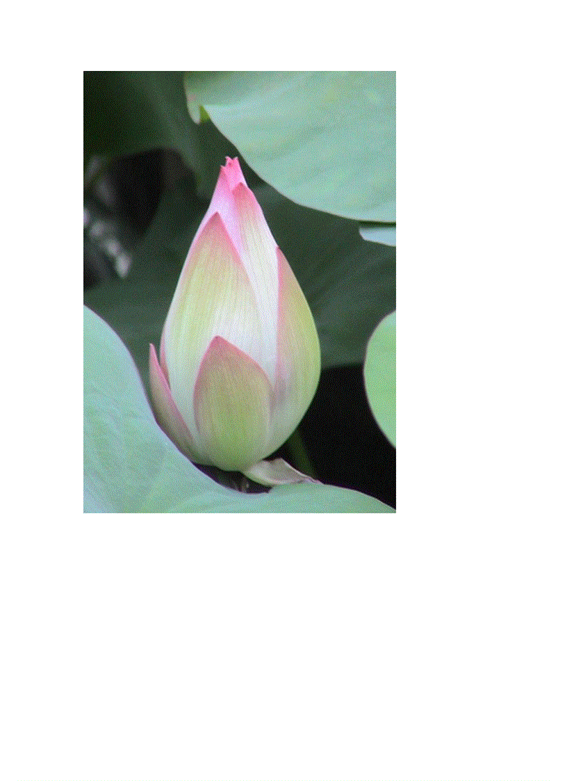 image for page Bộ sưu tập hoa sen