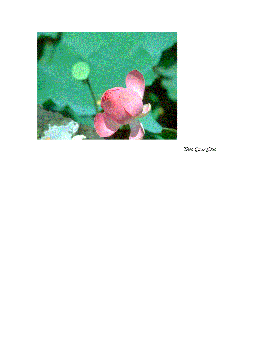 image for page Bộ sưu tập hoa sen