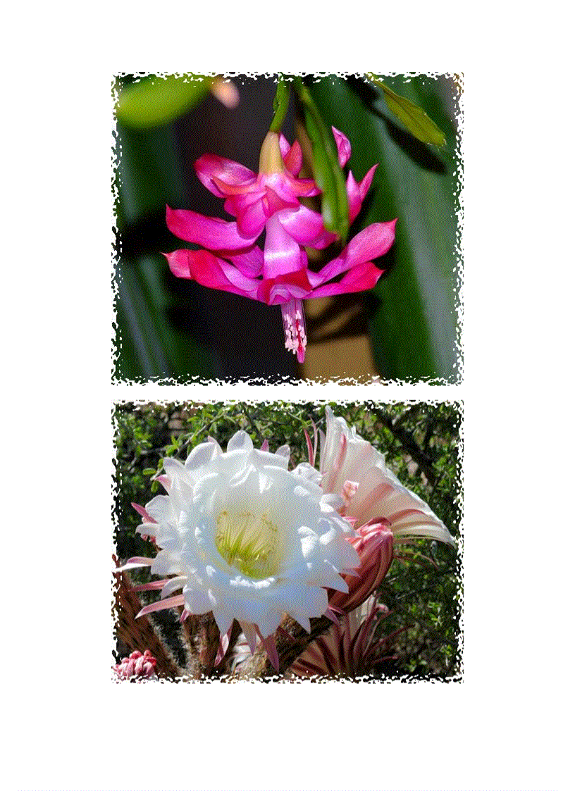 image for page Cảnh đẹp xương rồng