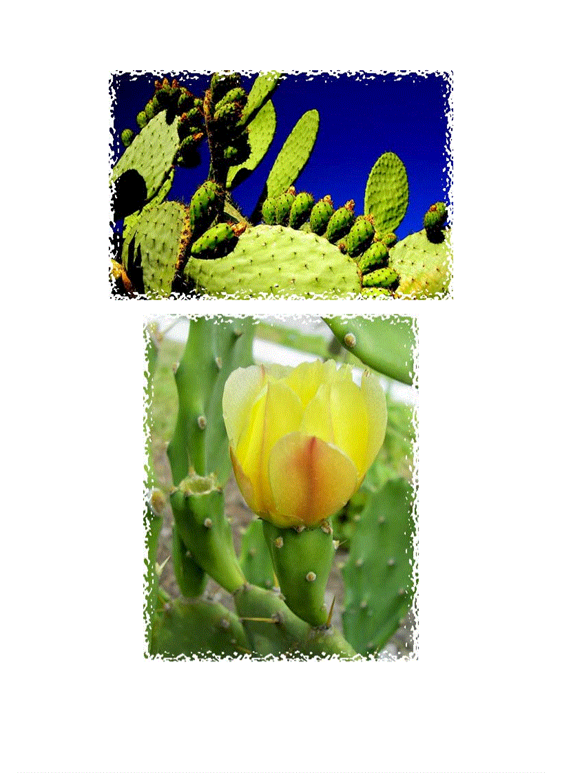 image for page Cảnh đẹp xương rồng