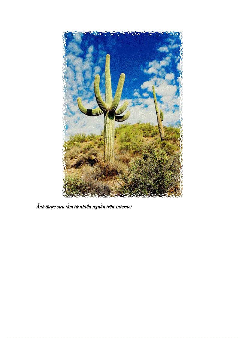 image for page Cảnh đẹp xương rồng