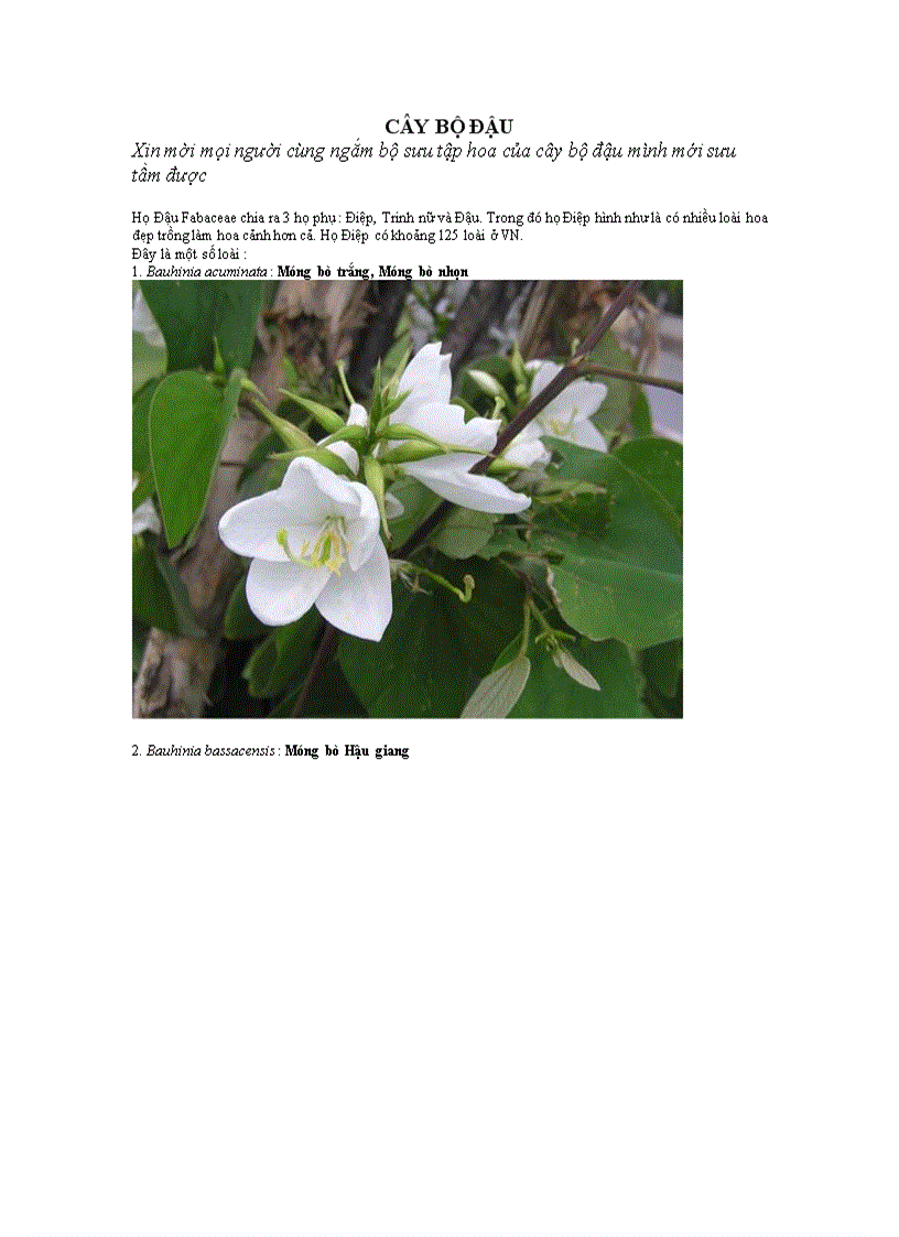 image for page Hình ảnh cây bộ đậu