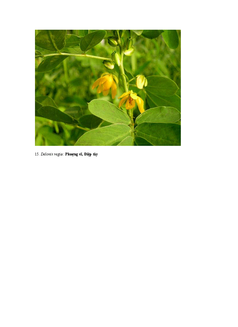 image for page Hình ảnh cây bộ đậu