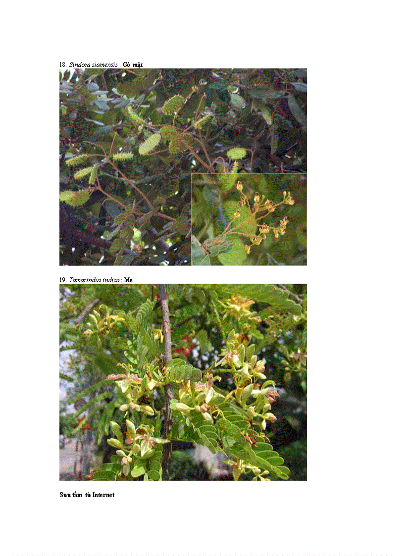 image for page Hình ảnh cây bộ đậu