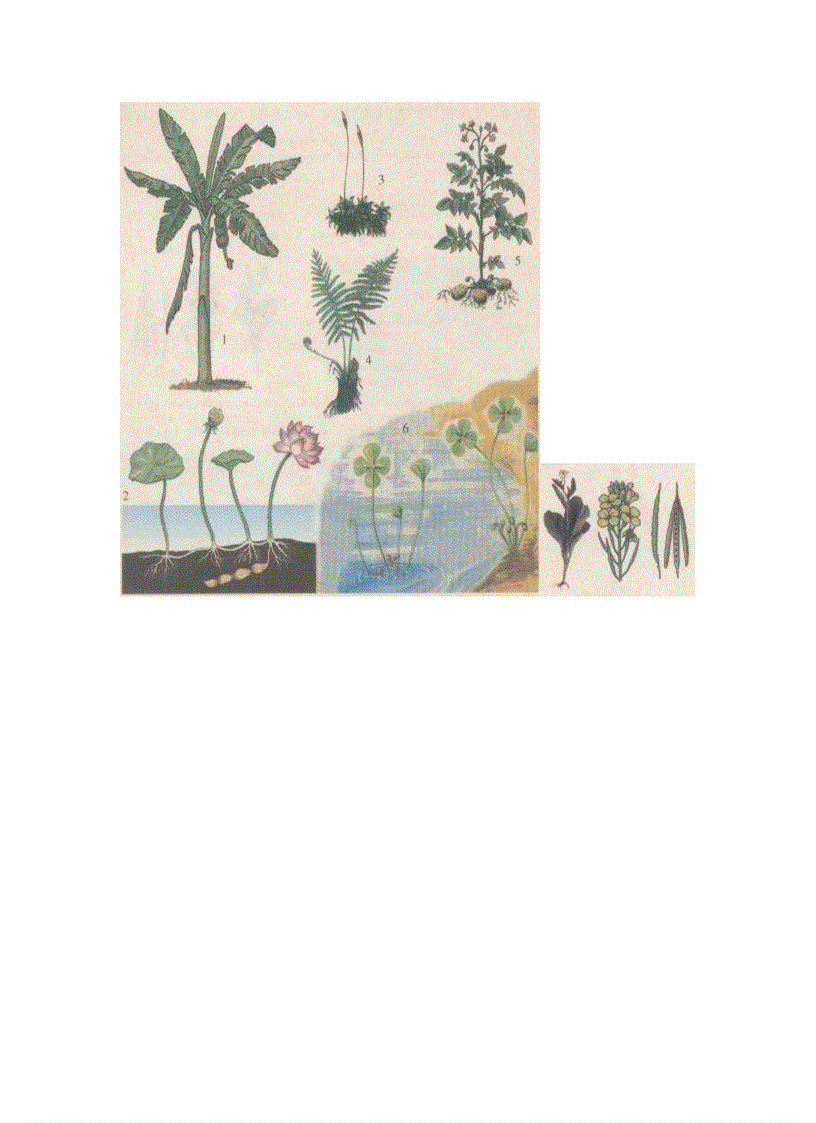 image for page Hình Ảnh sinh 6