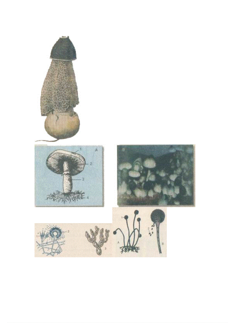 image for page Hình Ảnh sinh 6