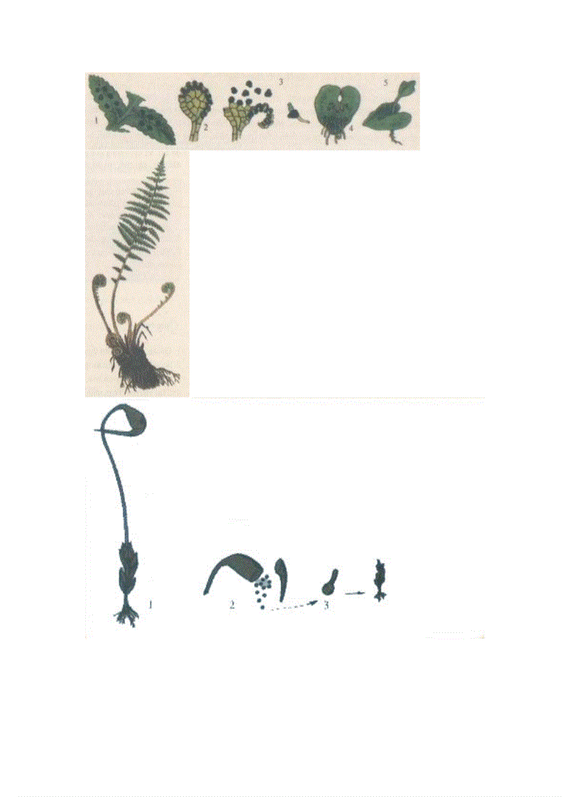 image for page Hình Ảnh sinh 6