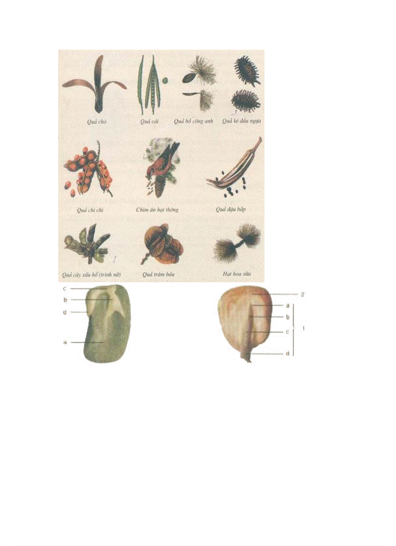 image for page Hình Ảnh sinh 6