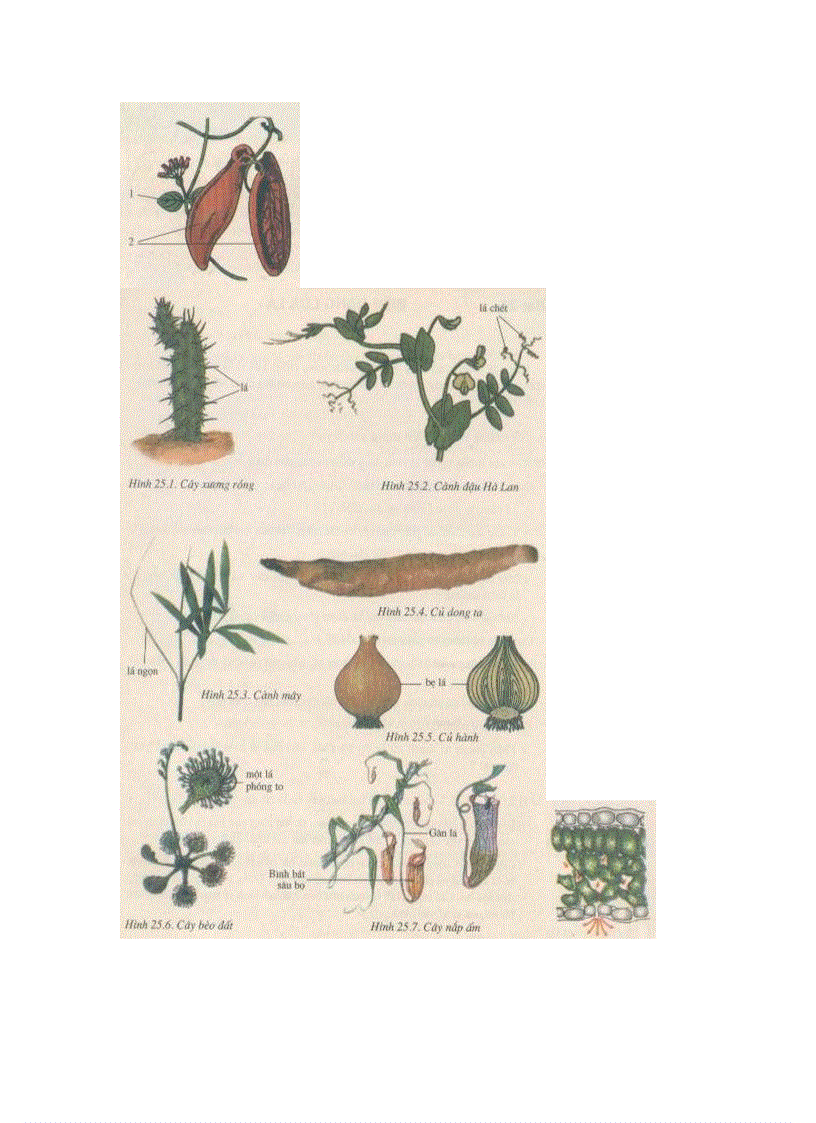 image for page Hình Ảnh sinh 6