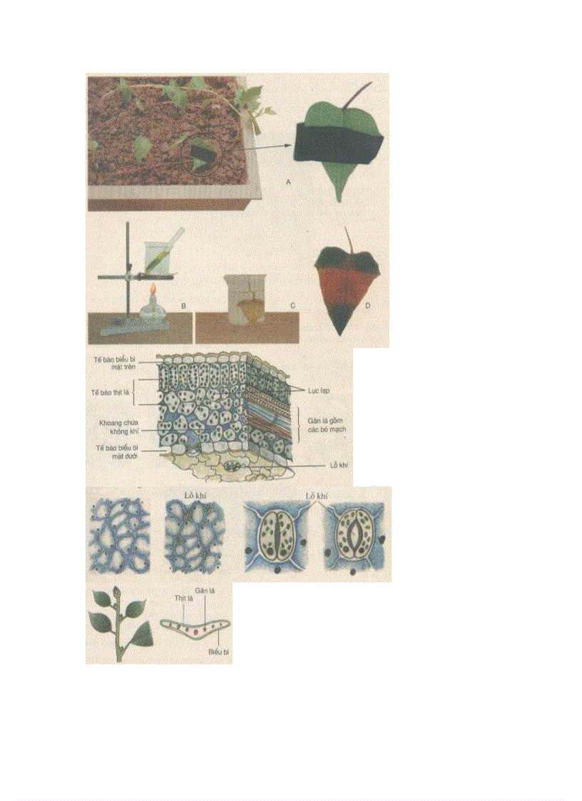 image for page Hình Ảnh sinh 6