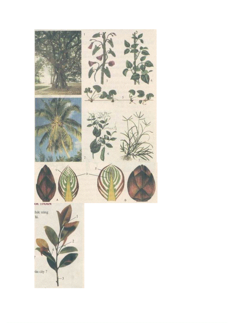 image for page Hình Ảnh sinh 6