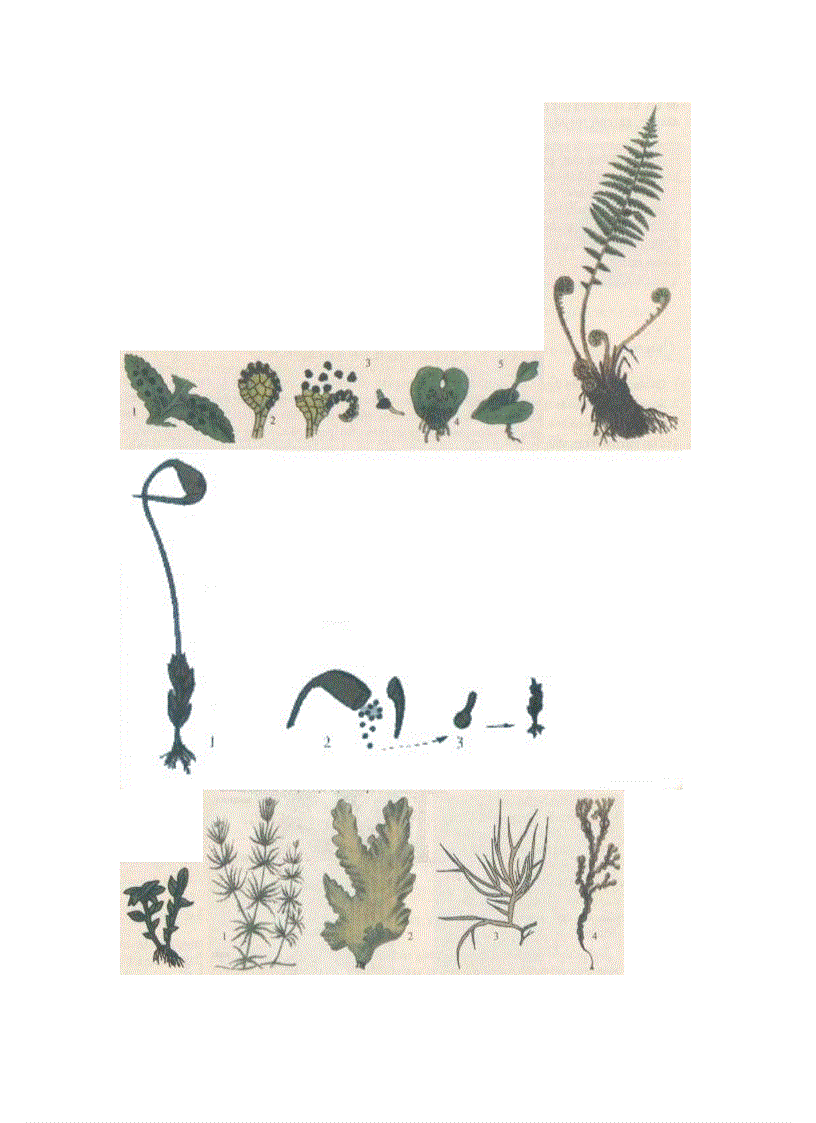 image for page Hình ảnh Sinh Học 6 Hot