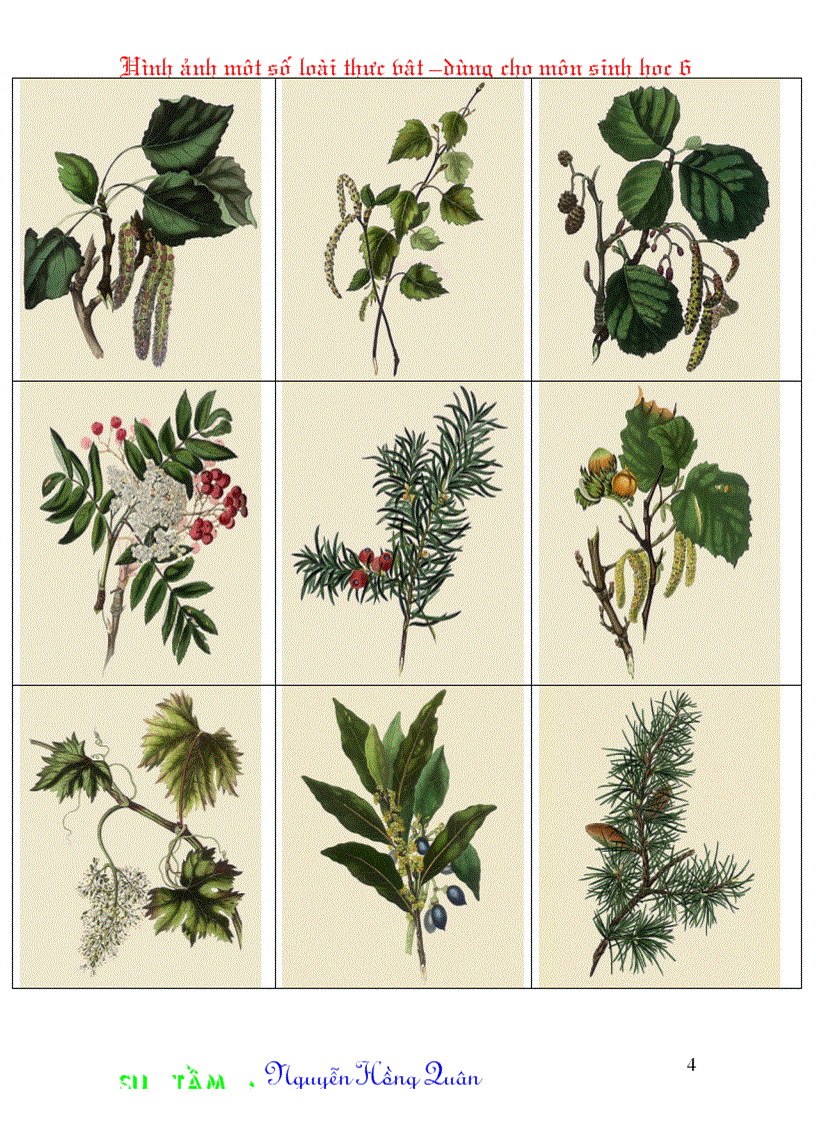 image for page Một số hình ảnh minh hoạ cho môn Sinh học 6