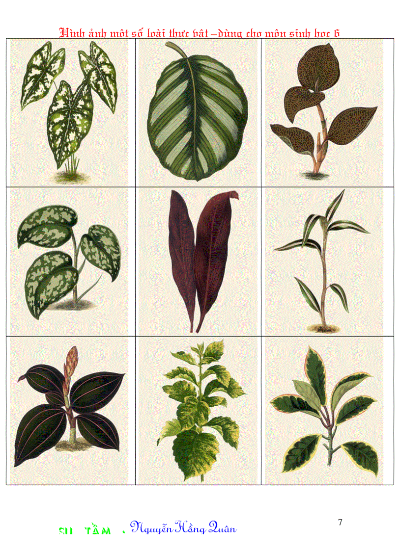 image for page Một số hình ảnh minh hoạ cho môn Sinh học 6