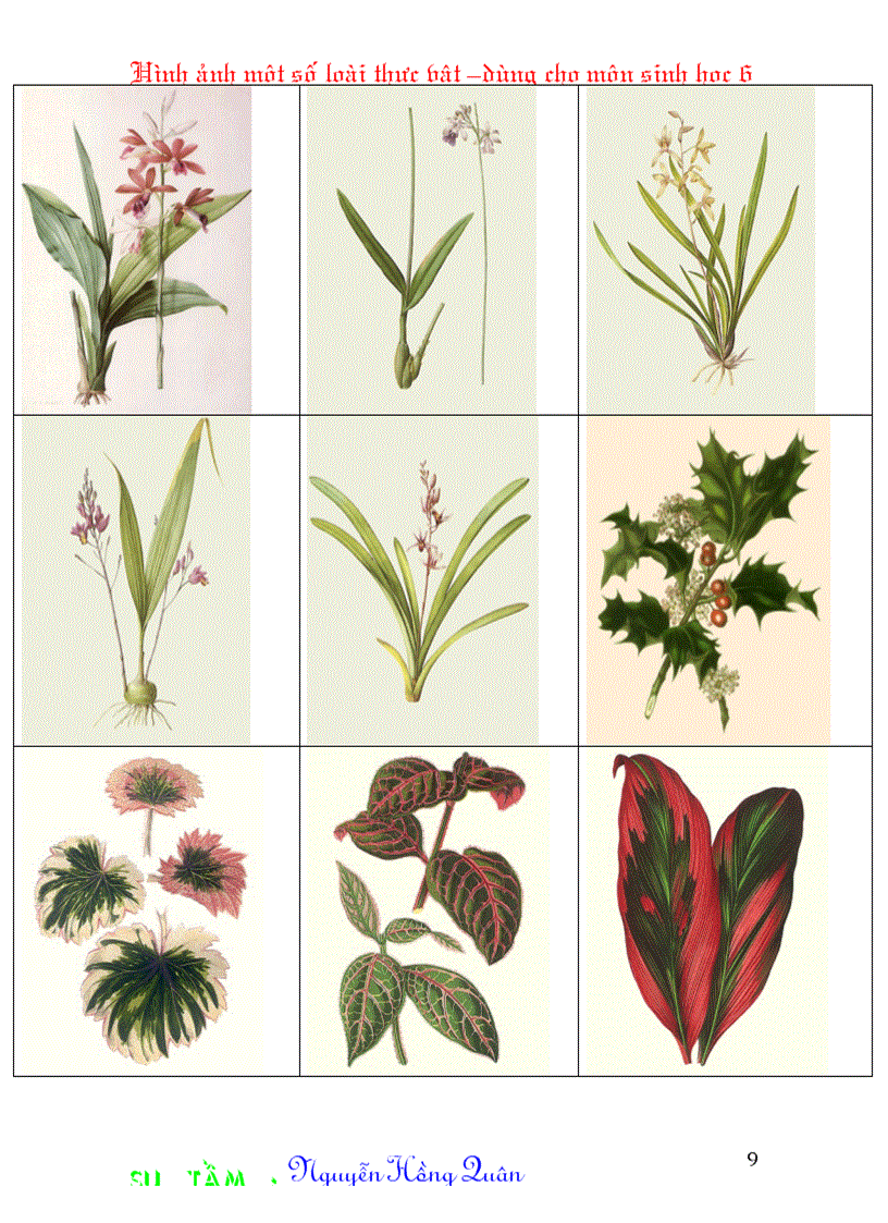 image for page Một số hình ảnh minh hoạ cho môn Sinh học 6