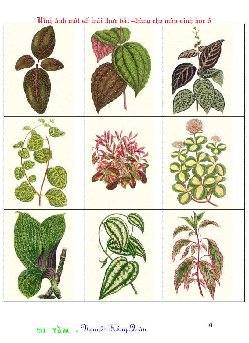 image for page Một số hình ảnh minh hoạ cho môn Sinh học 6