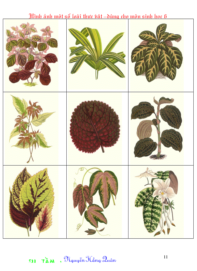 image for page Một số hình ảnh minh hoạ cho môn Sinh học 6