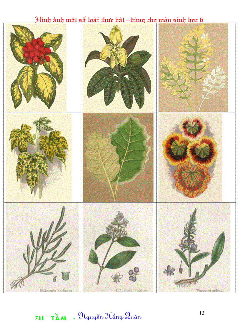 image for page Một số hình ảnh minh hoạ cho môn Sinh học 6