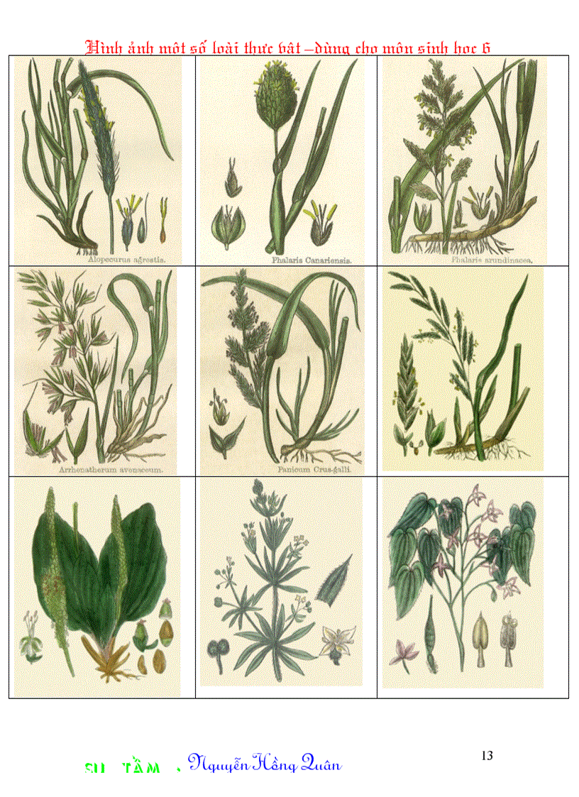 image for page Một số hình ảnh minh hoạ cho môn Sinh học 6