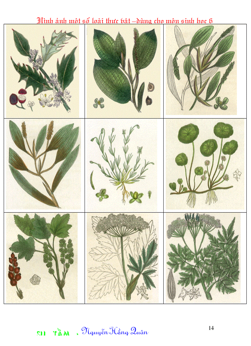 image for page Một số hình ảnh minh hoạ cho môn Sinh học 6