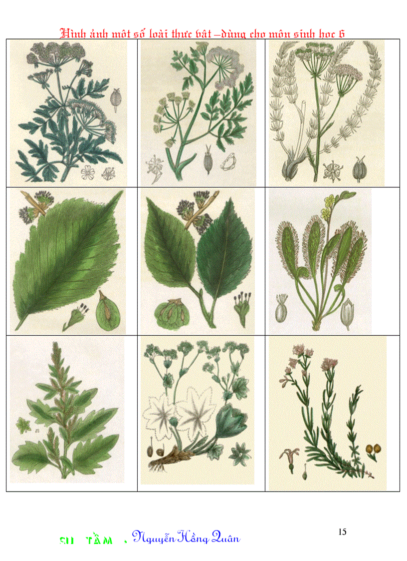 image for page Một số hình ảnh minh hoạ cho môn Sinh học 6