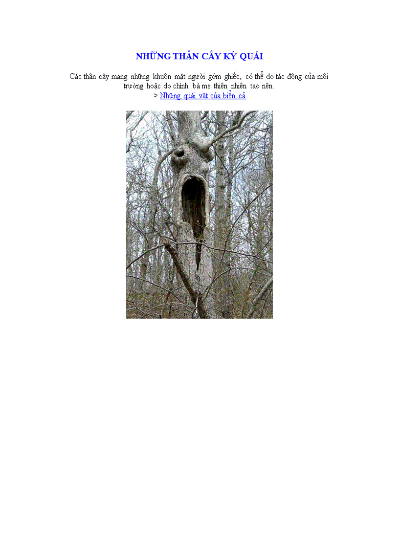 image for page Những thân cây kỳ quái