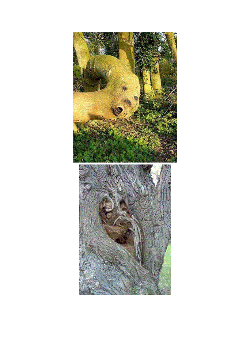 image for page Những thân cây kỳ quái