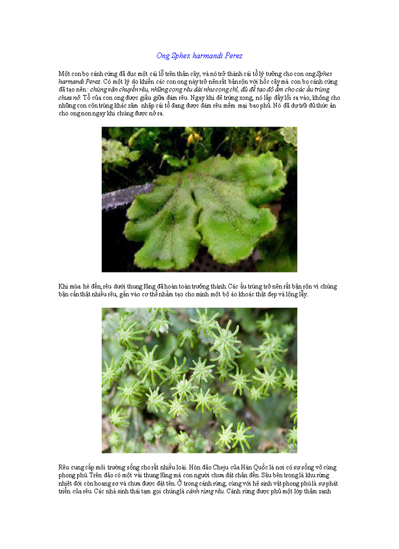 image for page Rêu támtham3 của sự sống