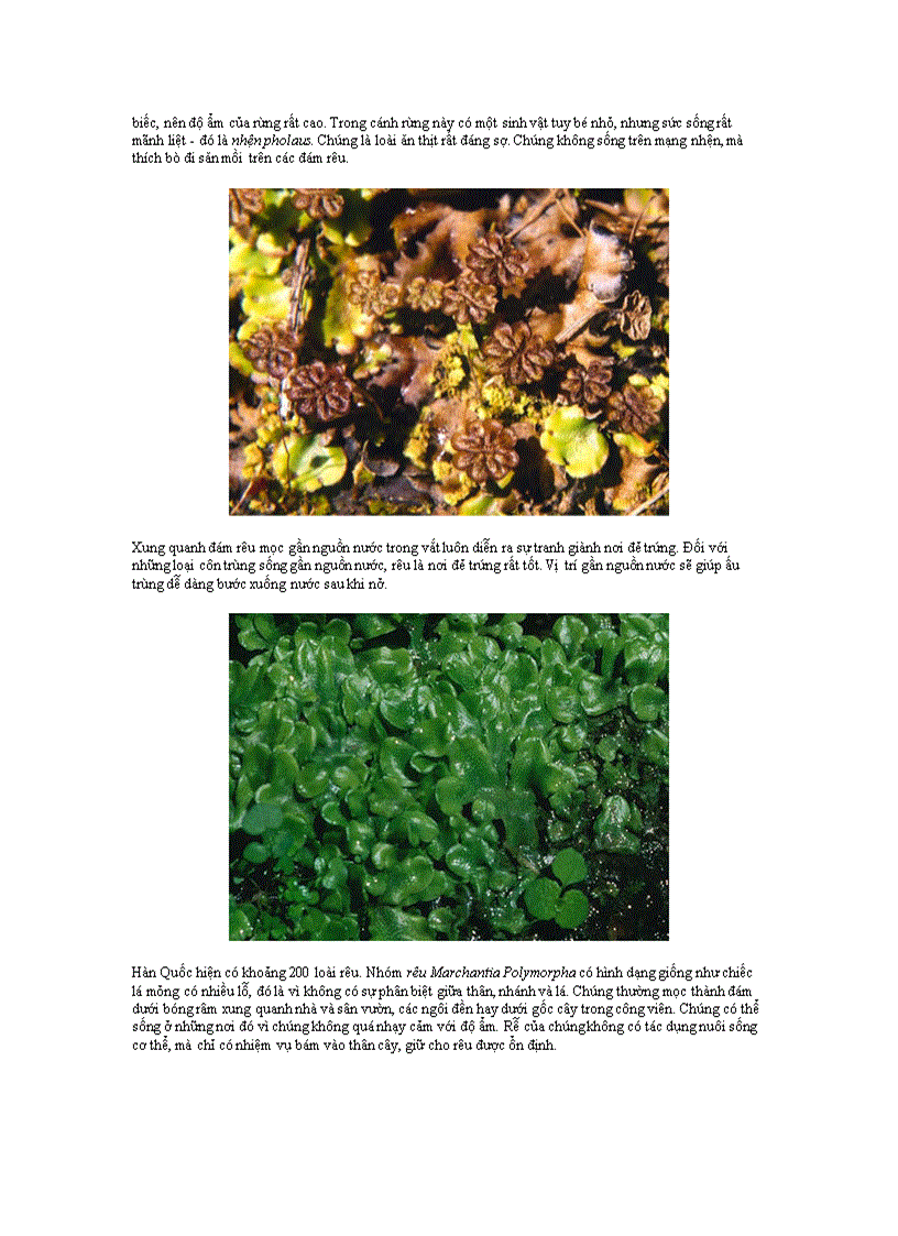 image for page Rêu támtham3 của sự sống