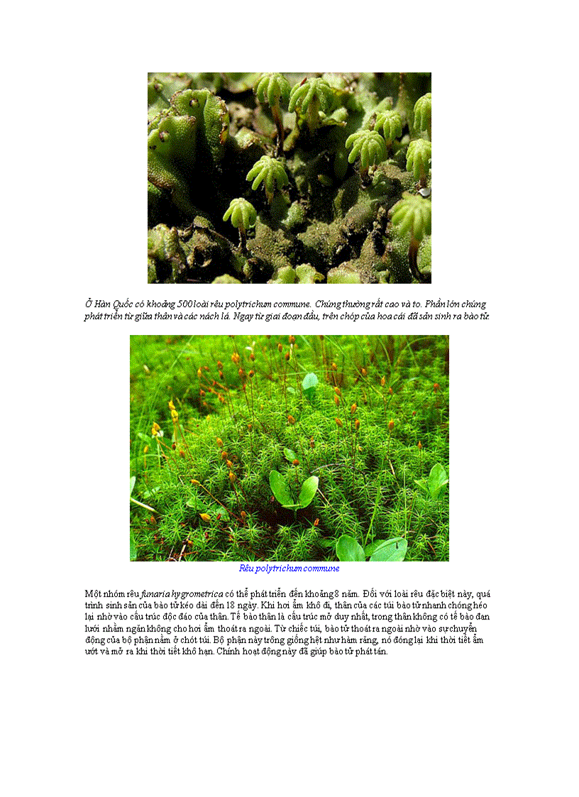 image for page Rêu támtham3 của sự sống