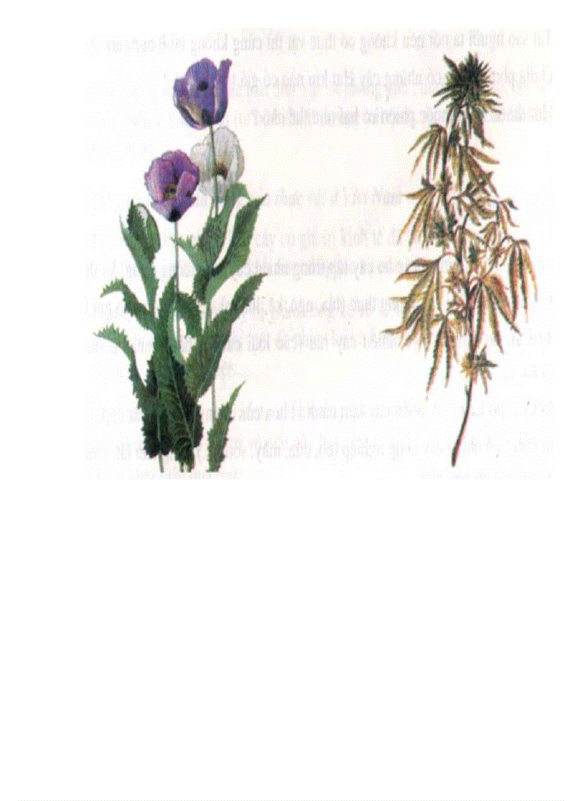 image for page Tranh ảnh sinh lớp 6