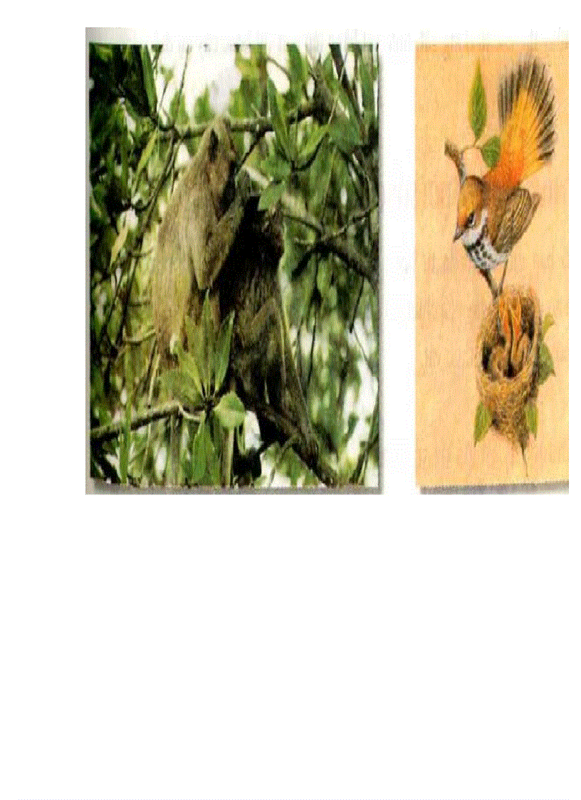 image for page Tranh ảnh sinh lớp 6