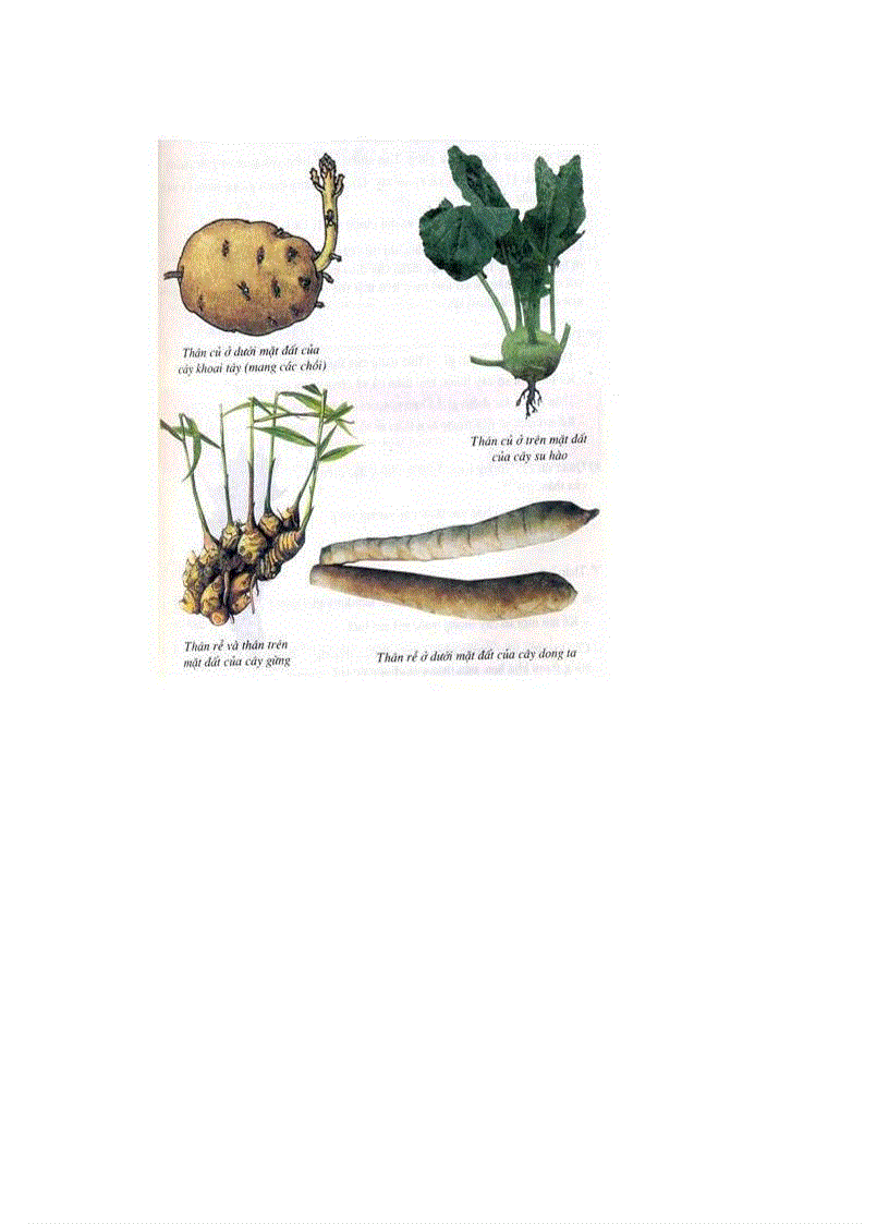 image for page Tranh ảnh sinh lớp 6