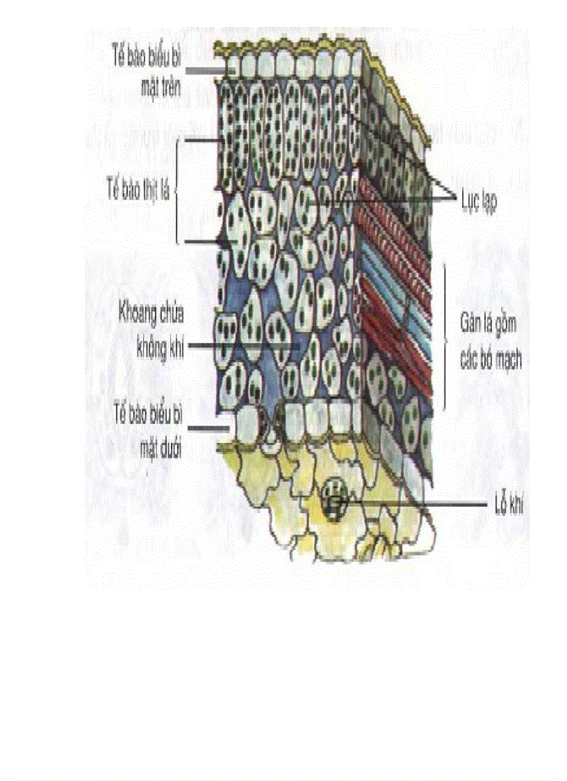 image for page Tranh ảnh sinh lớp 6